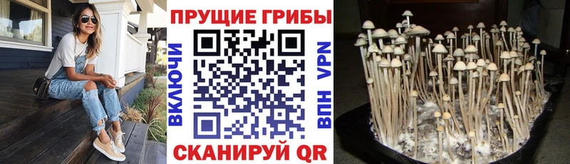kraken зеркало  Пудож  Псилоцибиновые грибы прущие грибы  закладки 